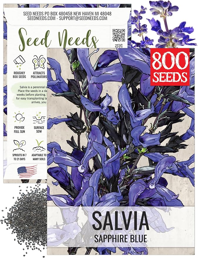 Seed Needs Sapphire Blue Sage Seeds for Planting - Heirloom & Open Pollinated Salvia - Grow a Butterfly Garden with Perennial Flowering Plants (1 Pack)