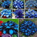 Hosta Seeds for Planting, 295+pcs Perennial Rare Hosta Flower Seeds Plants, Non-GMO Heirloom Long Blooming Plants Shaded Entry Pathway Rare Flowers for Garden Outdoors