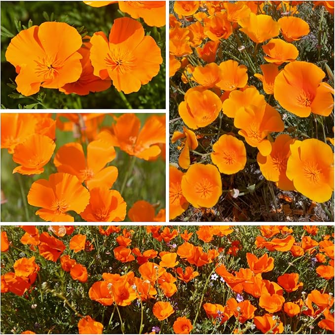 Seed Needs, California Orange Poppy Wildflower Seeds - 2,000 Heirloom Seeds for Planting Eschscholzia californica - Tender Perennial to Attract Butterflies, Bees & Other Pollinators (1 Pack)