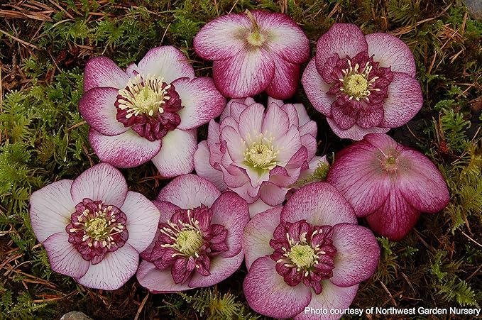 Perennial Farm Marketplace Helleborus x Winter Jewels 'Cherry Blossom' (Lenten Rose) Perennial, 1 Quart, Red Flowers