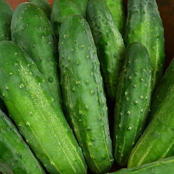 Early Fortune Heirloom Cucumber - 25 Seeds - Heirloom & Open-Pollinated Variety, Non-GMO Vegetable Seeds for Planting in The Home Garden, Thresh Seed Company