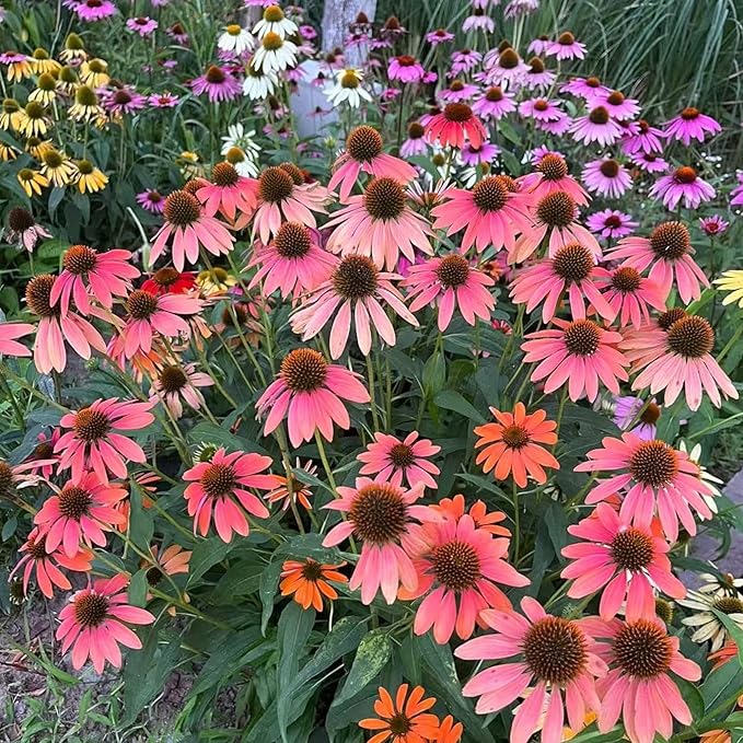 NYGardenia 100 Pink Coneflower Seeds – Non-GMO Heirloom Echinacea for Pollinator-Friendly Perennial Gardens