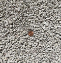 2 Gal. 3/8" Medium Grain Horticultural Pumice for Cactus & Succulent, Garden House Plant, Bonsai Tree Soil Mix (2GAL Pumice M)