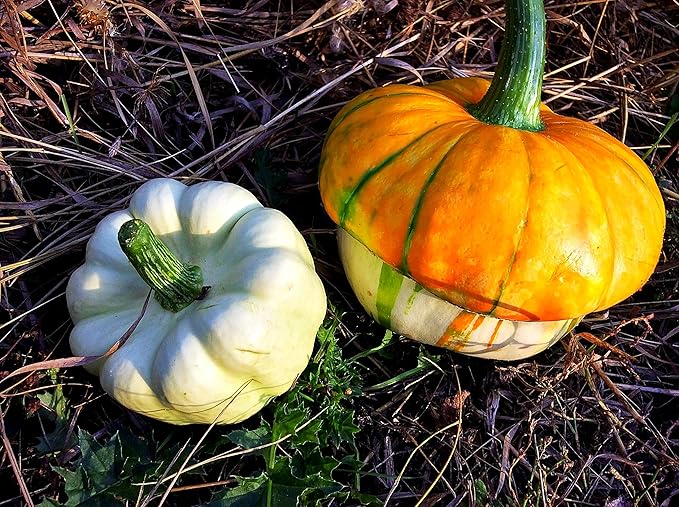 Seeds Ornamental Pumpkin Turk's Turban 10+ Seeds for Growing Decorative and Edible Non-GMO Annual Plant