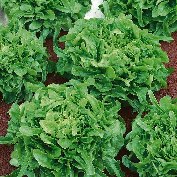 Sandy AAS Leaf Lettuce Seeds - 1 Oz ~25000 Seeds - Non-GMO - Vegetable Garden - Lactuca Sativa