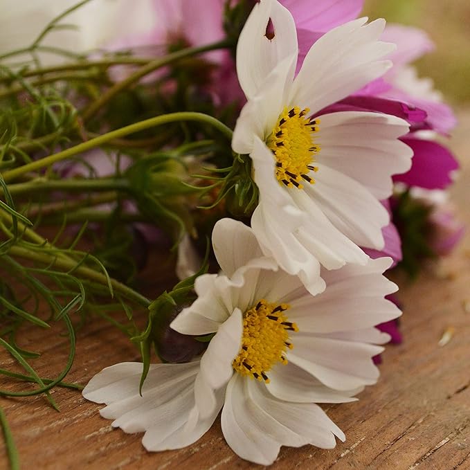 Sensation Cosmos Mix - 250 Seeds - Heirloom & Open-Pollinated Variety, Attracts Butterflies, Non-GMO Pollinator-Friendly Flower Seeds for Planting Outdoors in The Home Garden, Thresh Seed Company
