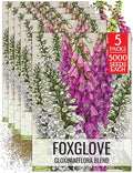 Seed Needs Gloxiniaeflora Foxglove Seeds for Planting Mixed Fox Gloves - Heirloom & Open Pollinated Flowers to Plant an Outdoor Butterfly Garden with Colorful Wildflowers (5 Packs)