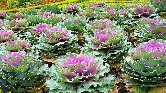 Seeds Vegetable Flowering Kale Mix (Ornamental Cabbage) Large Leaf - 50-100 Seeds