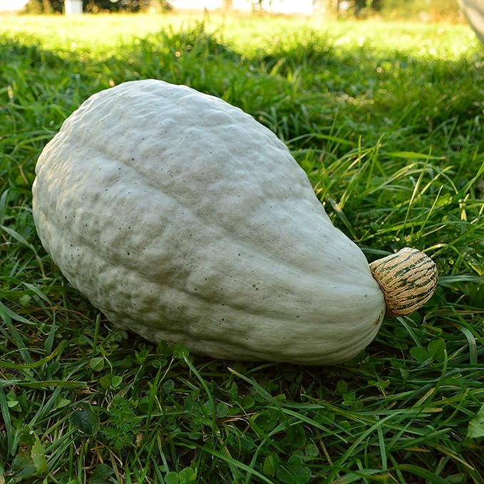 New England Blue Hubbard Squash - 25 Seeds - Heirloom Squash Variety, Easy-to-Grow, Non-GMO Winter Squash Seeds for Planting Outdoors in The Home Garden, Thresh Seed Company