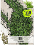 Seed Needs Dill Seeds for Planting Bouquet Herbs - Non-GMO Heirloom & Untreated Herb Seed to Plant a Home Grown Indoor / Outdoor Garden (5 Packs)