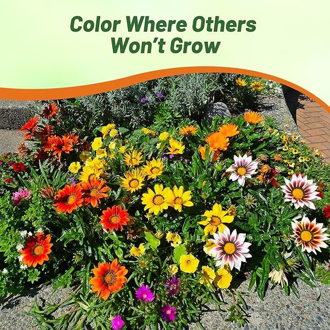 Outsidepride Mixed Gazania Seeds for Planting – 500 Pcs Perennial, Low-Maintenance, Drought-Tolerant Ground Cover Seeds for Vibrant Summer & Fall Flowers, Ideal for Outdoor Gardens