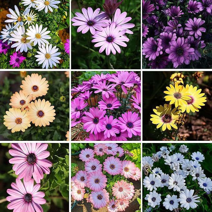 Mixrug African Daisy Seeds for Planting, 150pcs Osteospermum Daisy Seeds Non-GMO Heirloom Perennial Rare Colorful Flower Plants, Open Pollinated Beauty Home Garden Flowers for Outdoors