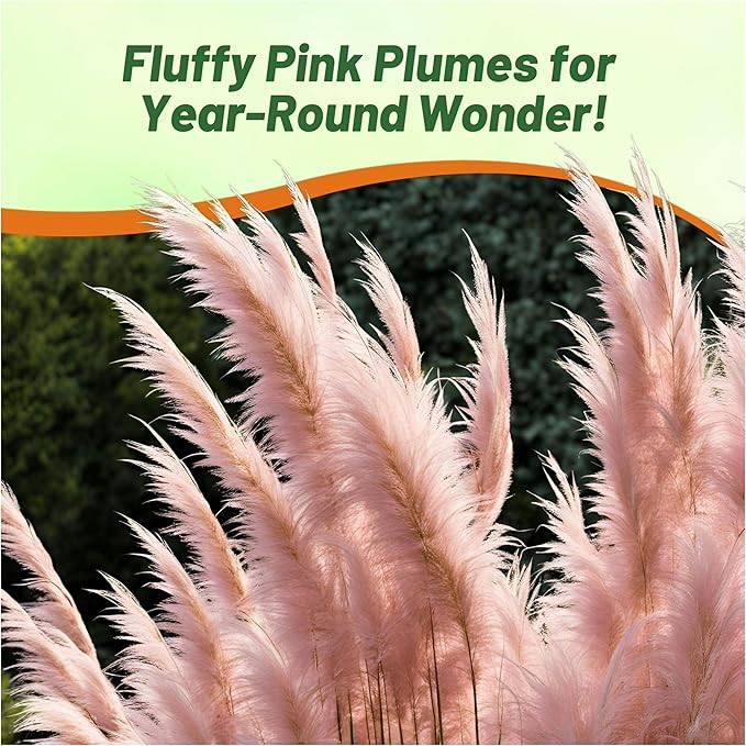 Outsidepride Pink Pampas Grass Seeds – 2,000 Pcs. Perennial, Drought-Tolerant Ornamental Grass for Large Garden Borders, Privacy Landscaping, Xeriscaping, and Low-Maintenance Outdoor Spaces