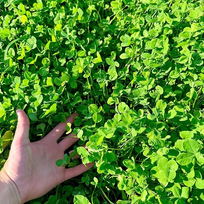 Clover Food Plot Seed for Deer and Turkeys, 1/2 Acre or 3 Acre, 5 Types of Clover, Perennial Blend, Cold Hardy, Drought Tolerant, Highly Palatable (1/2 Acre (3.5lbs))