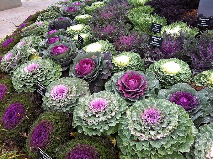 Seeds Flowering Kale Mix Large Leaf Decorative Cabbage Ornamental Non GMO Heirloom