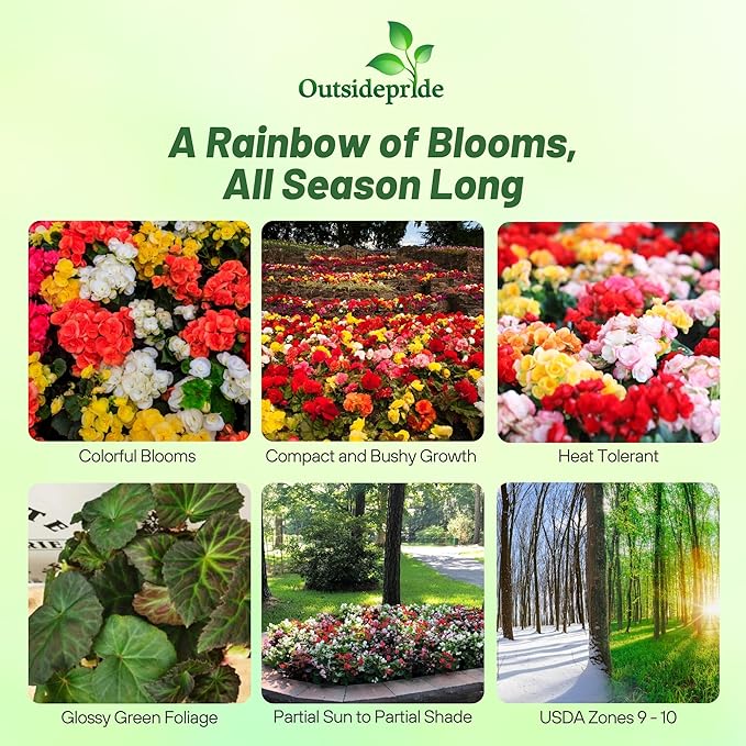 Outsidepride Mix Limitless Begonia Seeds for Planting - 25 Pcs Perennial Flower Seeds with Large Blooms, Arching & Pendulous Growth Habit, for Containers, Hanging Baskets, or Landscape Plantings
