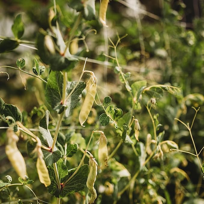 Golden Sweet Yellow Snow Pea - 50 Seeds -Rare Heirloom Climbing Pea Variety, Easy-to-Grow & Cold-Tolerant, Non-GMO Vegetable Seeds for Planting Outdoors in The Home Garden, Thresh Seed Company