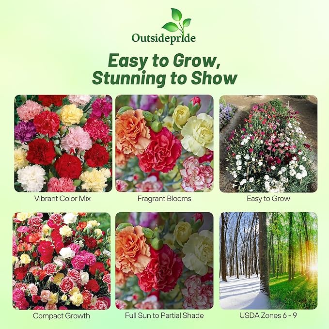 Outsidepride Chabaud Mix Carnation Seeds - 1000 Pcs Perennial, Easy to Grow Flower Seeds for Planting with Fragrant Blooms, Ideal for Pollinators, Cutting Gardens, Bouquets, & Floral Arrangements