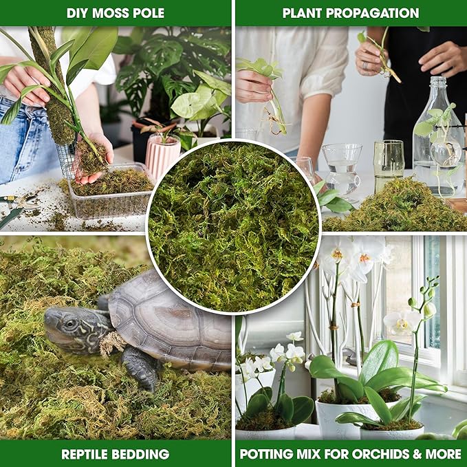 DUSPRO 2oz Dried Moss for Potted Plants, Forest Orchid Moss for Potting Mix, Sphagnum Potting Moss for Plants Indoor, Real Moss Soil Cover for Houseplant