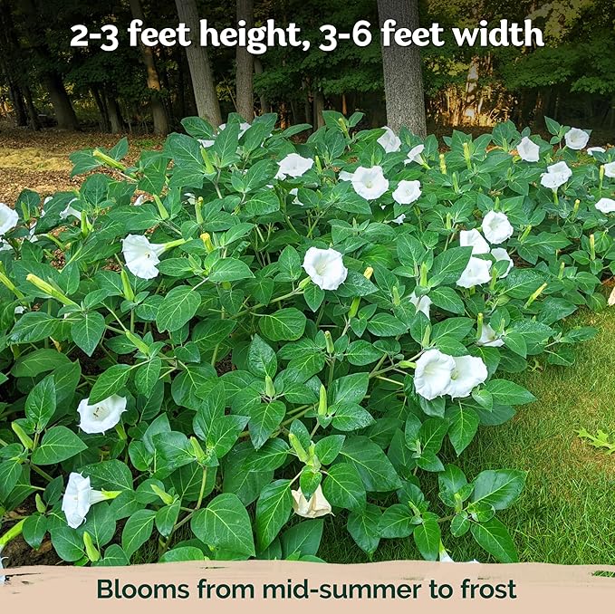 KVITER 40 White Moonflower Seeds – Moon Flower Seeds for Planting/Flower Seeds to Plant Outside – Ideal Flowering Bushes for Moon Garden, Night-Time Enchantment of Outdoor Garden