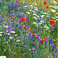 Partial Shade Wildflower Mix Seeds (4 Oz)