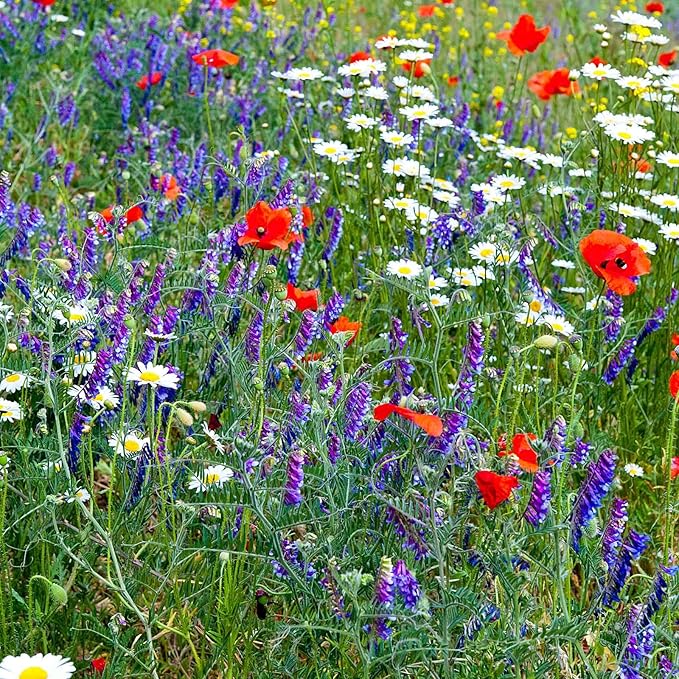 Partial Shade Wildflower Mix Seeds (4 Oz)