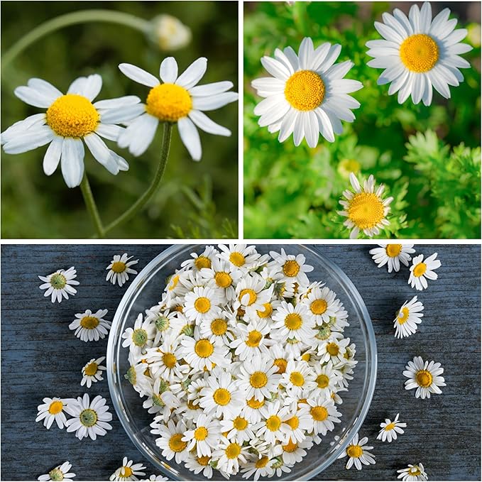 Seed Needs Roman Chamomile Seeds for Planting - Non-GMO, Heirloom & Untreated - Grow a Home Grown Medicinal Tea Herb Garden Indoors or Outdoors (1 Pack)