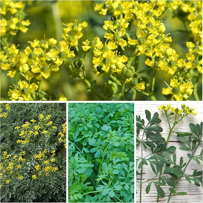 Seed Needs Rue Seeds for Planting - Non-GMO Heirloom & Untreated Perennial Herb Seed to Plant a Home Grown Medicinal Garden Indoors or Outdoors (2 Packs)