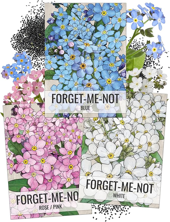 Seed Needs Forget-Me-Not Seed Packet Collection (Includes 3,000 Forget-Me-Not Seeds for Planting) Heirloom, & Open Pollinated Rose Blue & White Flowers