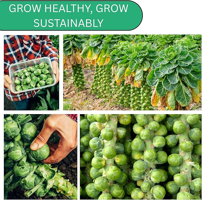 Woods Creek Seeds: Long Island Brussel Sprouts Seeds for Planting - Over 900 Heirloom Non-GMO Brussels Sprouts Seed Pack for Fall & Winter Gardens - Brussel Sprout Seeds for Indoor & Outdoor Garden