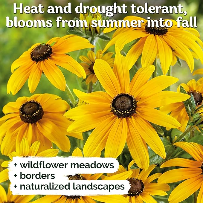 KVITER 10,000 Black Eyed Susan Seeds for Planting (Rudbeckia hirta) – Gloriosa Daisy Wildflower Seed, Heirloom, Non-GMO & Organic – Flower Seeds to Plant Outside & Inside, Borders, Containers