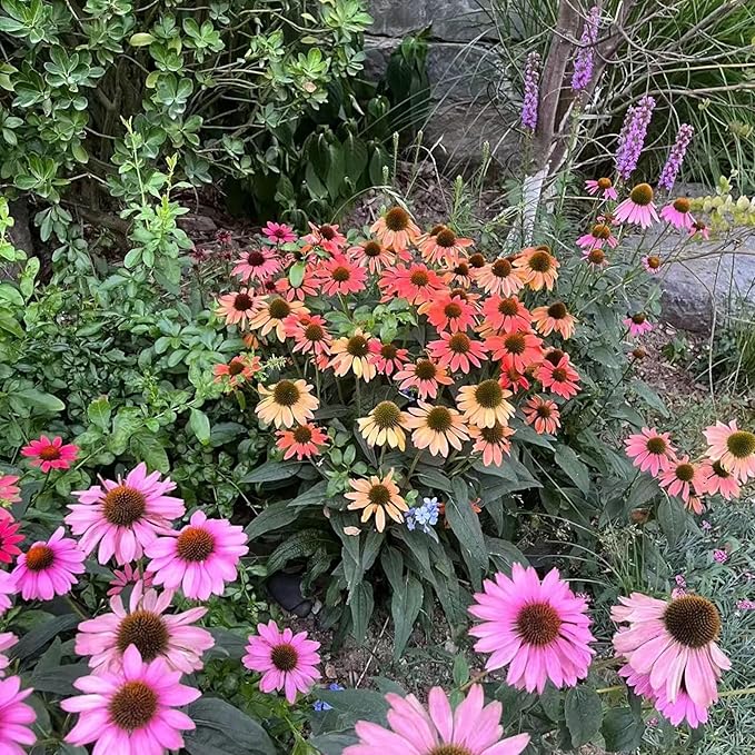 100 Purple Coneflower Seeds – Pink Echinacea Flower Seeds for Planting, Non-GMO Heirloom Variety for Wildflower Gardens