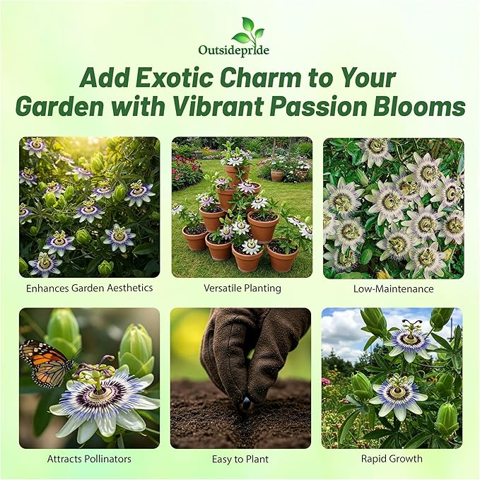 Outsidepride Passion Flower Seeds - 100 Pcs. Perennial, Fast-Growing & Pollinator Friendly, Flower Seeds for Planting Tall, Fragrant & Vibrant Star-Shaped Blooms for Trellises, Fences & Arbors