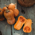Honeynut Squash Seeds - 25 Count - Mini Butternut Squash Variety, Non-GMO, Heirloom Baby Butternut Squash Seeds for Planting in The Home Garden, Thresh Seed Company