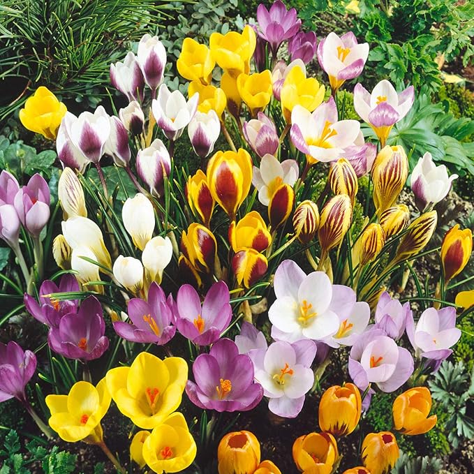 40 Jumbo Crocus Mixture Bulbs- Fall Planting!