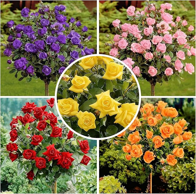 285+ Perennial Rose Tree Flower Seeds for Planting-Potted Sapling Seeds for Indoor and Outdoor Planting