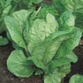 Organic Vivian Romaine Lettuce Seeds - 1 g Packet ~893 Seeds - Non-GMO, Certified Organic - Vegetable Garden - Lactuca Sativa
