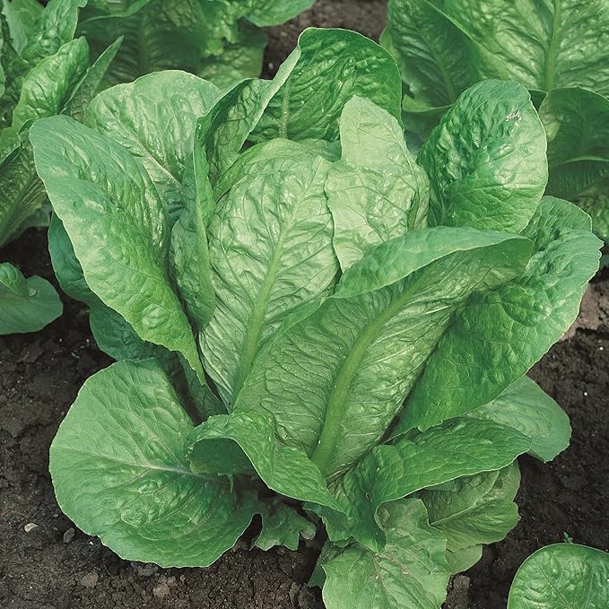 Organic Vivian Romaine Lettuce Seeds - 1 Oz ~25000 Seeds - Non-GMO, Certified Organic - Vegetable Garden - Lactuca Sativa