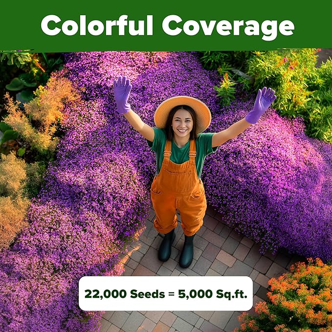 HOME GROWN Purple Creeping Thyme Seeds Non GMO Ground Cover Flowers 22,000+ Edible Herb Seeds for Planting Lawns & Paths 3g Perennial Thymus serpyllum