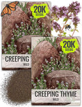 Seed Needs Wild Creeping Thyme Seeds for Planting - Heirloom & Open Pollinated - Attractive Flowering Groundcover for Rock Gardens & Butterfly Gardens (2 Packs)