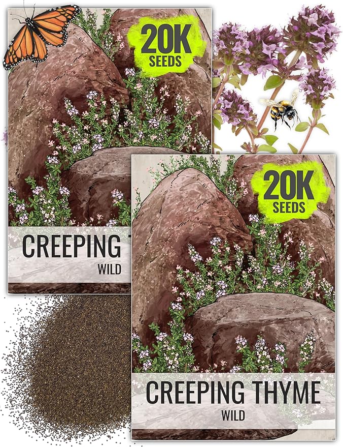Seed Needs Wild Creeping Thyme Seeds for Planting - Heirloom & Open Pollinated - Attractive Flowering Groundcover for Rock Gardens & Butterfly Gardens (2 Packs)