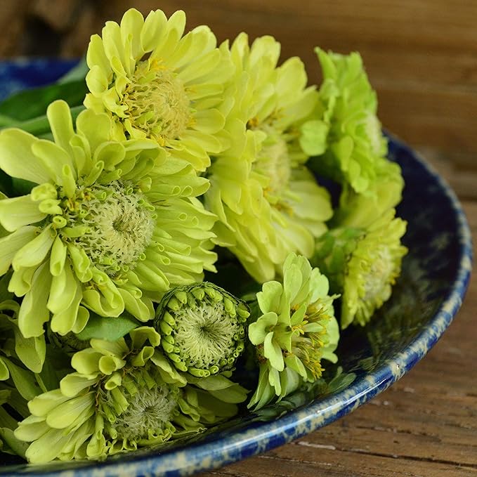 Green Envy Zinnia - 50 Seeds - Heirloom Green Zinnia Variety, Attracts Bees & Butterflies, Pollinator-Friendly, Non-GMO Flower Seeds for Planting Outdoors in The Home Garden, Thresh Seed Company
