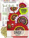 Seed Needs, Painted Daisy Seeds - 1,000 Heirloom Seeds for Planting Chrysanthemum carinatum - Bi-Colored Blooms to Plant a Butterfly Garden for Attracting Pollinators (1 Pack)