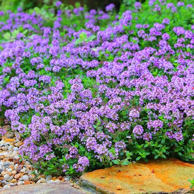 Mix Creeping Thyme Ground Cover Flower Seeds for Planting, 20000+pcs Perennial Creeping Wild Thymus Seeds, Non-GMO Heirloom Wild Thymus Serpyllum Flower Plants for Home Garden Outdoors