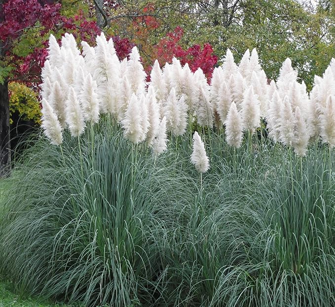 Outsidepride White Pampas Grass Seeds – 2,000 Pcs. Perennial, Drought-Tolerant Ornamental Grass for Large Garden Borders, Privacy Landscaping, Xeriscaping, and Low-Maintenance Outdoor Spaces