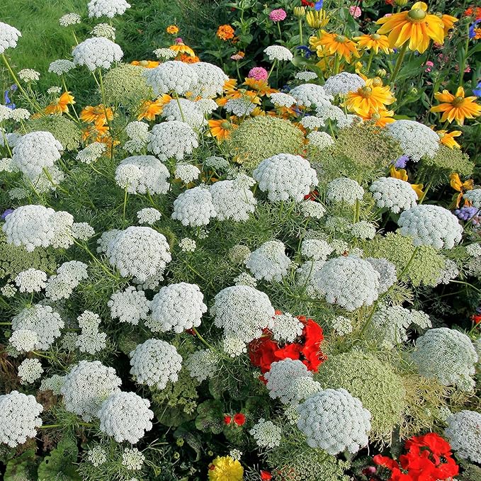 Eden Brothers Bishop's Flower Seeds