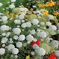 Eden Brothers Bishop's Flower Seeds