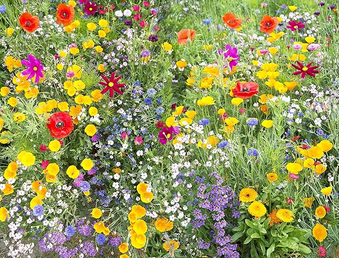 Perennial Wildflower Seeds Package with 31 Different Varieties 100,000+ Seeds, Hummingbird and Butterfly Garden Seeds, Popular Perennial Flower Seeds, Non-GMO Wildflower Seeds Mix for Your Garden
