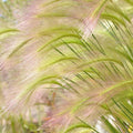 Outsidepride 1000 Seeds Perennial Hordeum Jubatum Foxtail Barley Ornamental Grass Seed for Planting