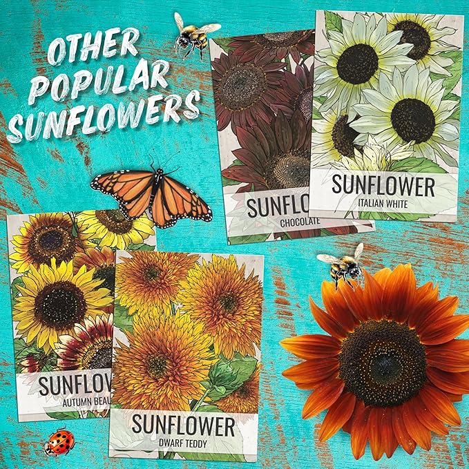 Seed Needs Mexican Sunflower Seeds for Planting Tithonia rotundifolia Flowers - Heirloom & Open Pollinated Annual Flower Seed to Plant an Outdoor Butterfly Garden (2 Packs)